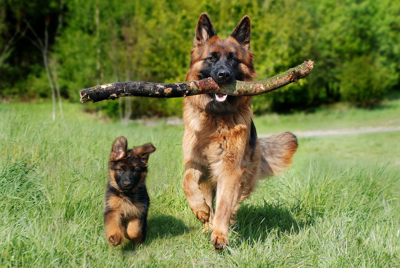 Der Deutsche Schäferhund