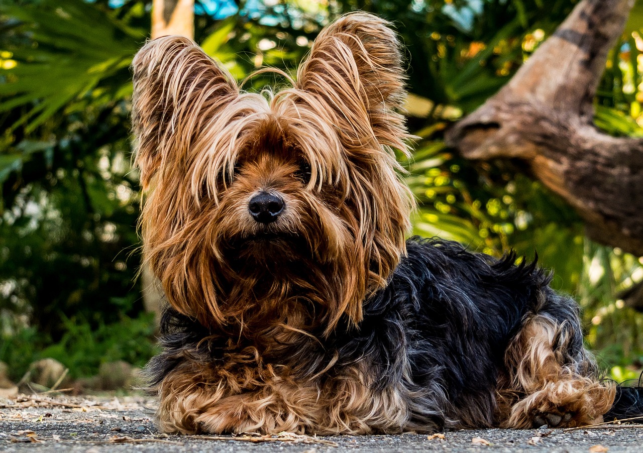 Der Yorkshire Terrier