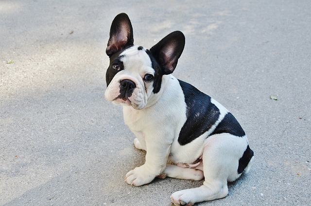Die Bulldogge