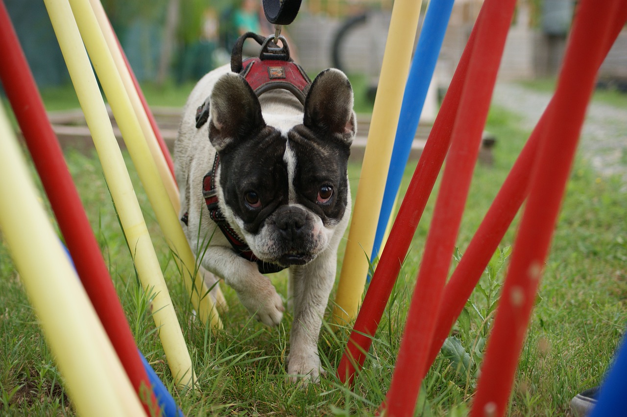 hundeschule