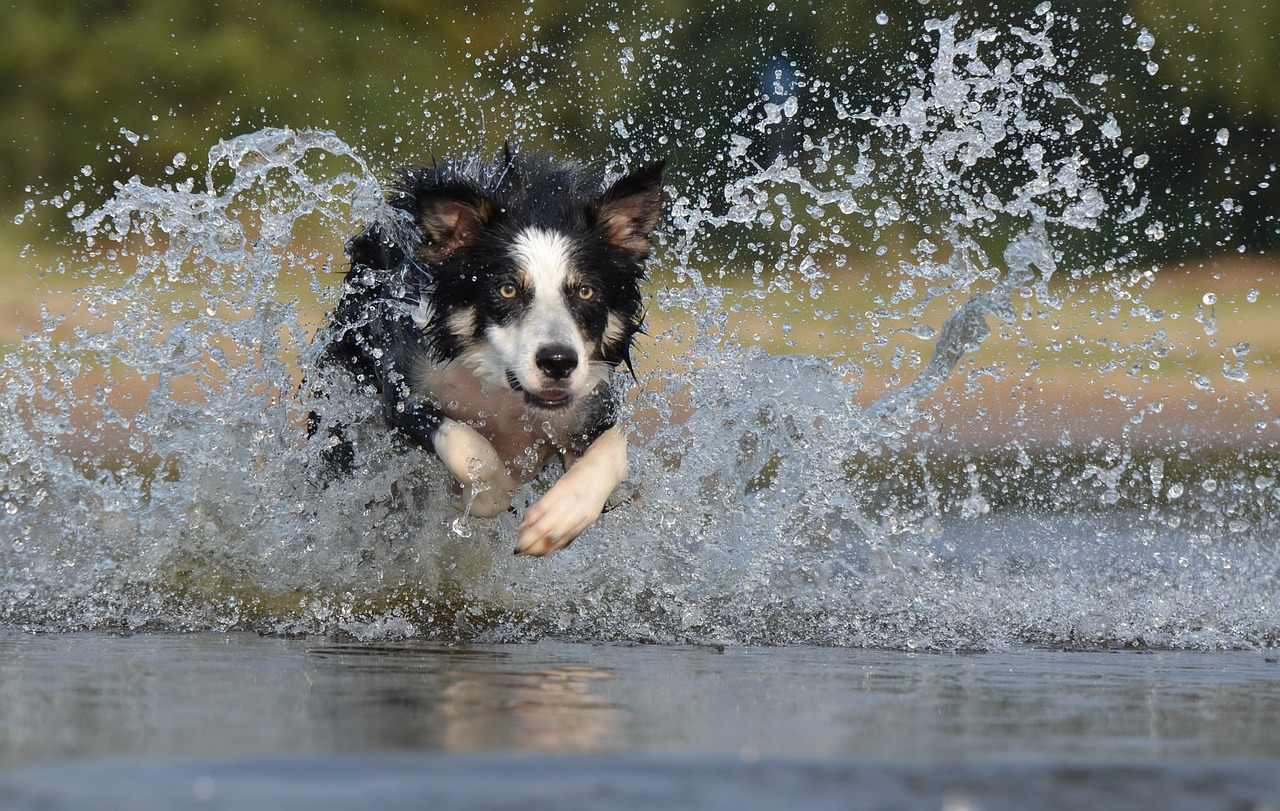 Border Collie: